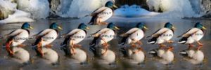 in writing, keep your DUCKS IN A ROW