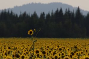 sunflowers flash fiction writing prompt copyright KSBrooks