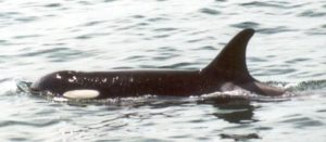 washington state orca june 2001