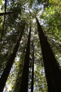 2014 May Day 3 Armstrong Redwoods Flash Fiction Prompt