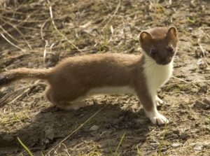 weasel words short-tailed-weasel-86619_960_720