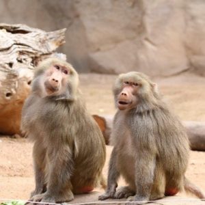 baboons