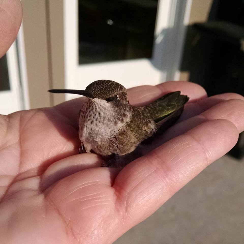 Flash Fiction Writing Prompt A Bird In The Hand Celebrating Independent Authors