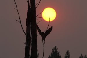 hawk in flight sunset
