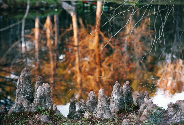 cypress knees flash fiction prompt copyright KS Brooks