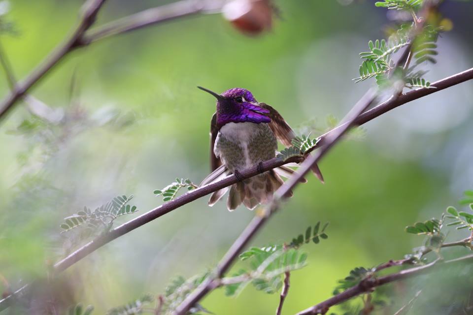 sonoran desert museum hummingbird feb 2017 tucson