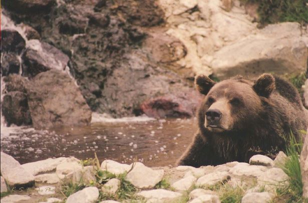 flash fiction prompt grizzly bear copyright KS Brooks 2