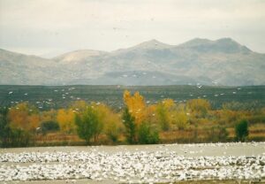 flash fiction prompt snow geese 2 bosque del apache 1998