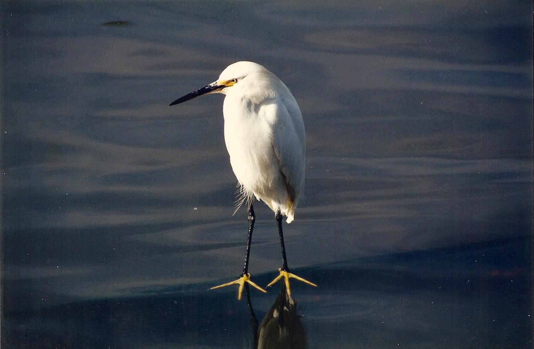 flash fiction writing prompt walk on water heron new orleans 1999
