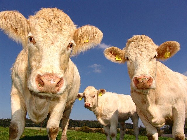 curious readers cows-1029077_640