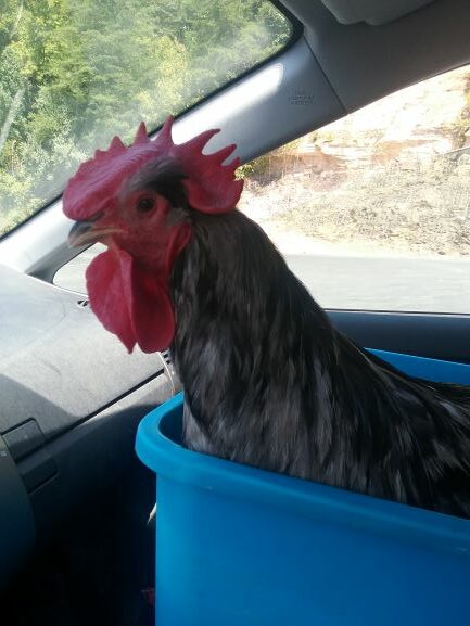 W 7 author mascot headed to the farmers market