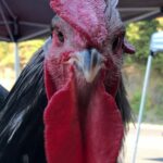 weirdo the rooster sells books