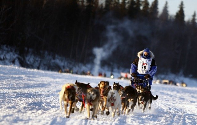 iditarod dogs-671165_640 courtesy of pixabay.com