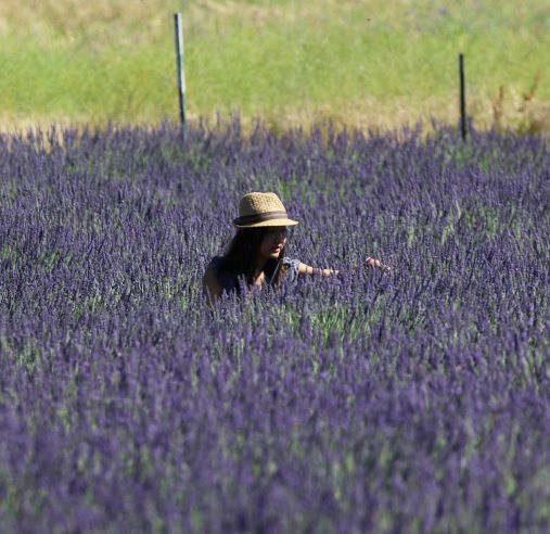 Evening light lavender festival 07072018 flash writing prompt copyright KS Brooks