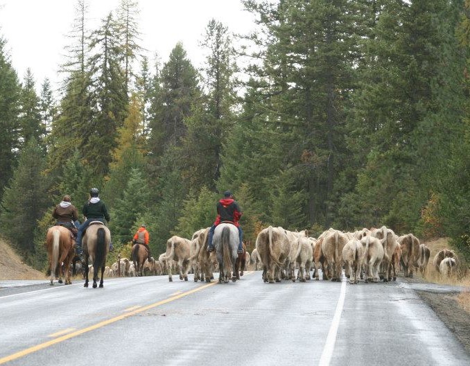 cattle drive 101412 flash fiction prompt copyright ks brooks