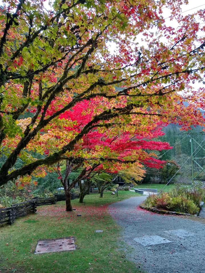 foliage newhalem 10192020 flash fiction writing prompt