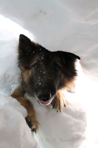Avalanche Rescue Dog flash fiction writing prompt copyright KS Brooks