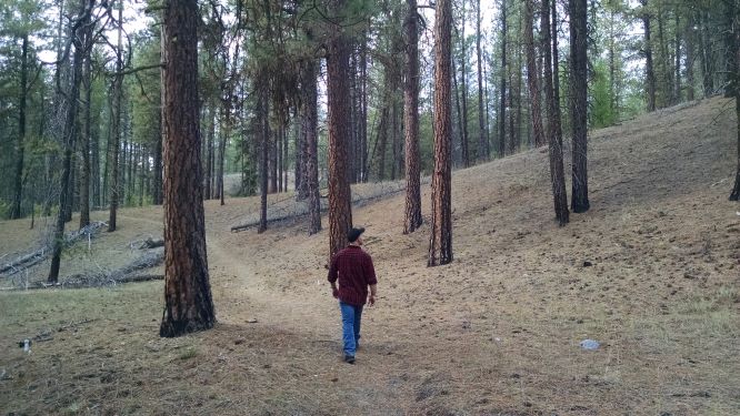 man walking in ponderosa pines