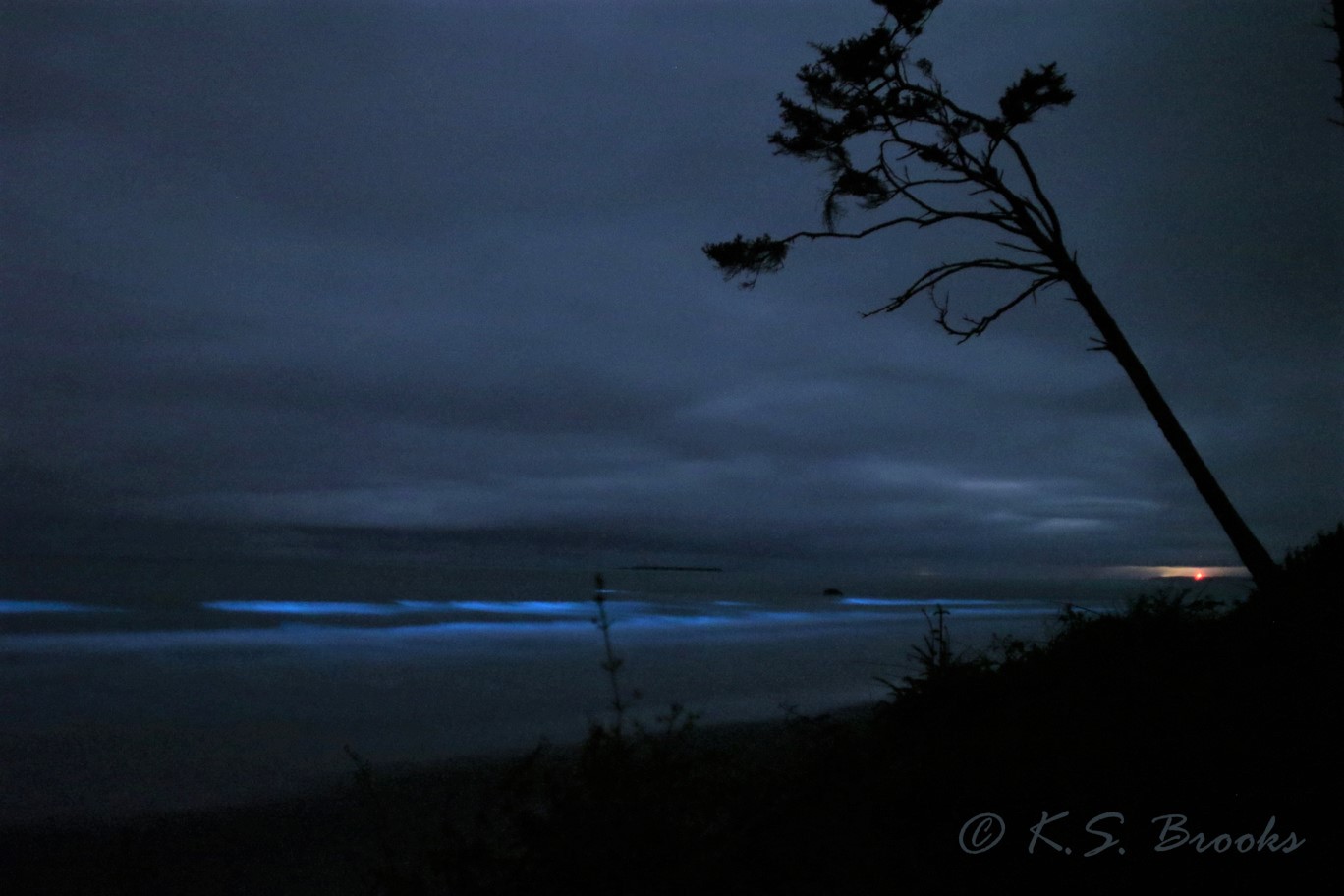bioluminescent ocean waves flash fiction writing prompt
