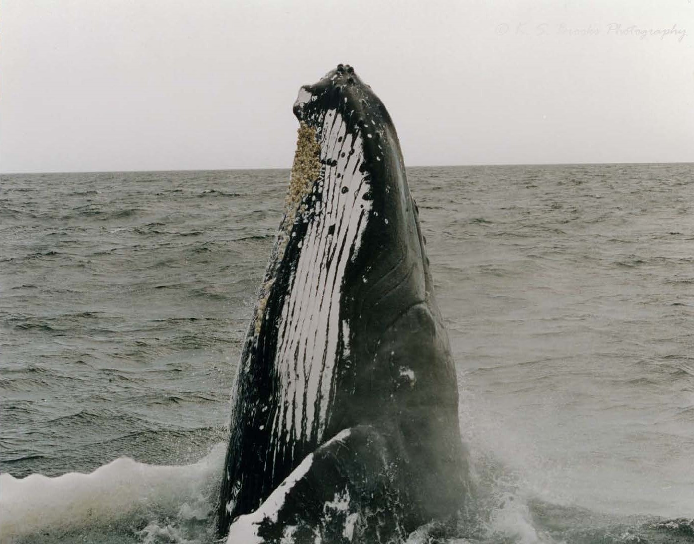 flash fiction prompt humpback whale copyright KS Brooks