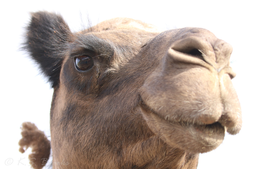 camel flash fiction writing prompt