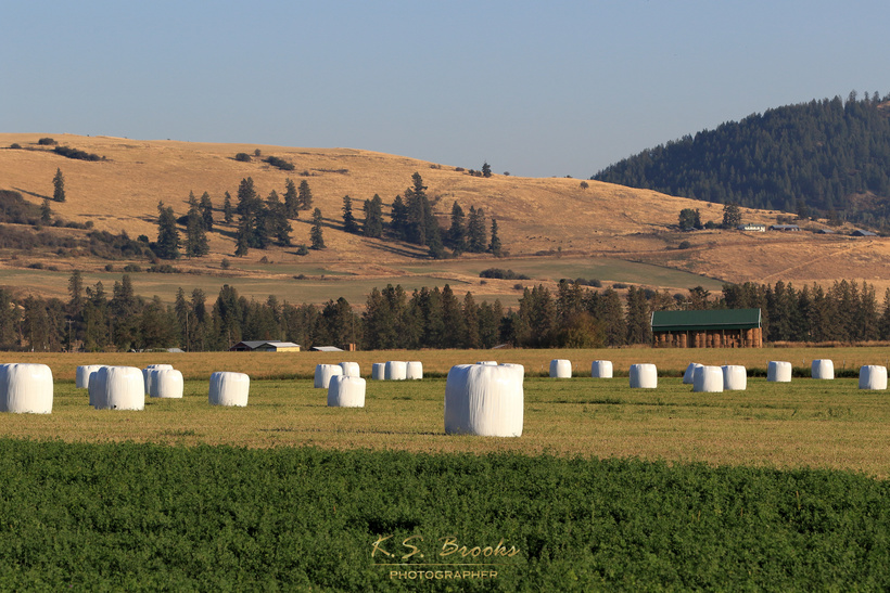 giant marshmallow hay bales in a field with a mountain and trees and sky